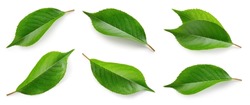 Cherry Leaf Isolated. Cherry leaves On White Top View. Set Of Green Fruit Leaves Flat Lay. Full Depth Of Field.