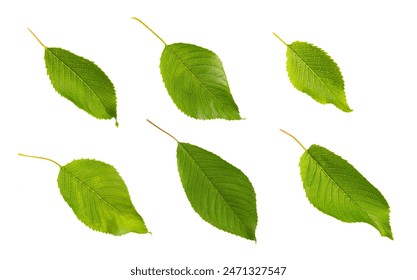 Cherry leaf isolated on white background. Set of green fruit leaves flat lay.