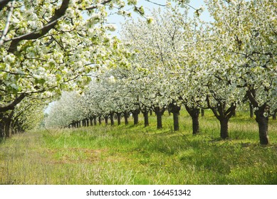 Cherry Orchard At Full Bloom