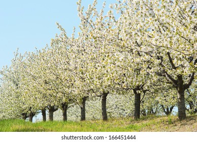 cherry orchard at full bloom