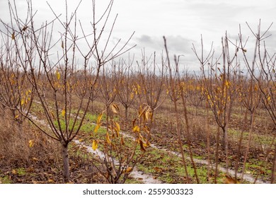 Cherry Orchard. Rows of fruit trees with fallen leaves in a large garden in late autumn.