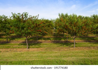 Cherry Orchard In The Summer