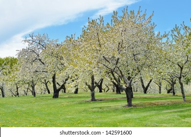 Cherry Orchard Trees In Full Blossom, Traverse City, Mi