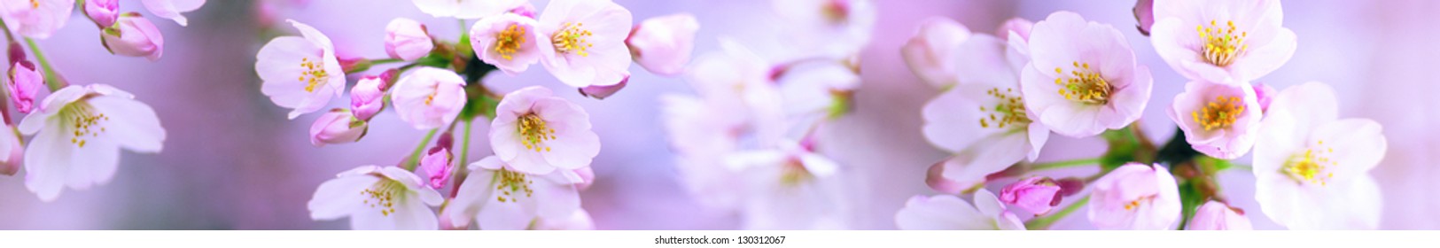 cherry petals