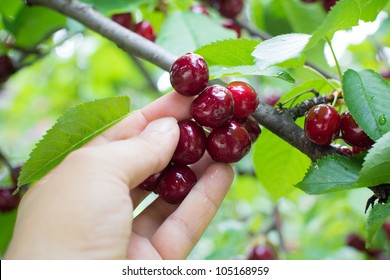 Cherry Picking