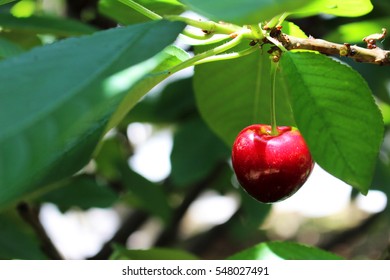 Cherry Picking 