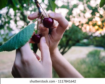 Cherry Picking During Sunset