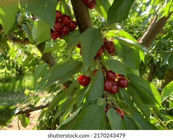 Cherry Picking Experience In Young, NSW, Australia