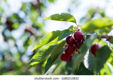 Cherry Picking At Odem, Israel