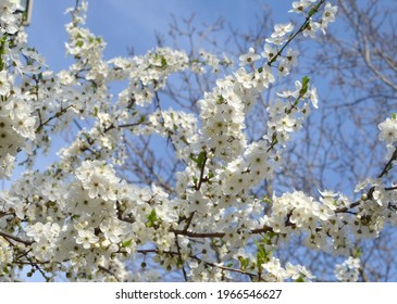 Cherry Plum, Blooms Very Beautifully, Flowers Are Small, Delicate In Huge Quantities.