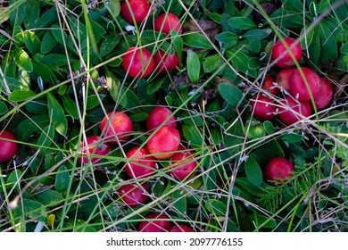 Cerise Color Images Stock Photos Vectors Shutterstock