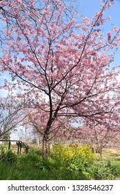 Cherry and rape blossoms in full bloom.