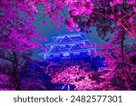 Cherry sakura blossom with pink light up and Fukuoka Castle ruins blue Illusions at Maizuru park, Fukuoka, Kyushu, Japan. Famous travel destination for Illumination garden at night in spring season.