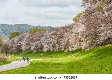 Cherry (Sakura) blossoms by Sewaritei River Bank in Yawatashi, Kyoto Japan