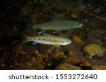 Cherry salmon and Salvelinus malma miyabei.