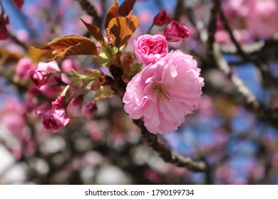 beautiful​ flower​ cherry blossom​ spring