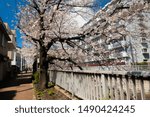 cherry or sukura blossom in Nerima, Tokyo, Japan