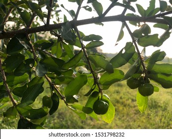 Cherry Thai Or Barbados Cherry Or Acerola Cherry On The Tree And Sun Light In Plant Farm