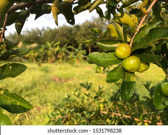 Cherry Thai Or Barbados Cherry Or Acerola Cherry On The Tree And Sun Light In Plant Farm