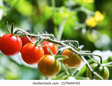  Cherry Tomato Fruit On The Plant In The Container Gardene