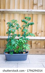 Cherry Tomato And Gardeners Delight Tomato Plants