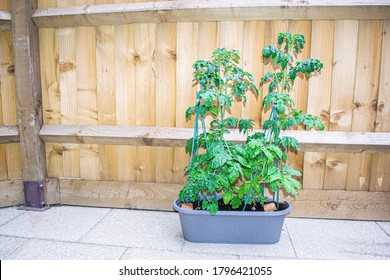 Cherry Tomato And Gardeners Delight Tomato Plants