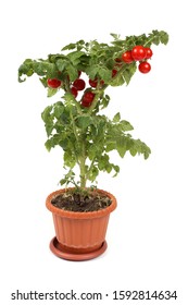 Cherry Tomato Growing In Pot