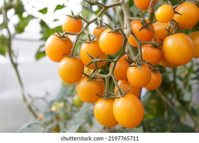 Cherry tomato harvest. Beautiful yellow ripe cherry tomatoes grown in a greenhouse. Yellow cherry tomatoes