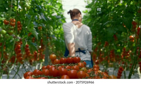 Cherry tomato harvest farmer collect at sunlight greenhouse. Farm woman professional picking check vegetable farmland. Workwoman inspect ripe fresh tasty vegeculture industry. Agro cultivation concept