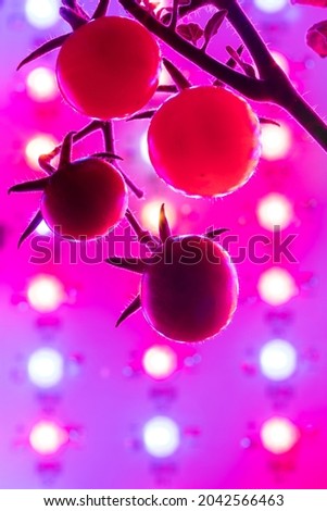 cherry tomato harvest under the led light grow lamp, closeup view