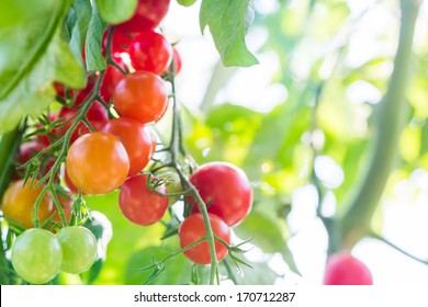 Cherry Tomato On The Vine