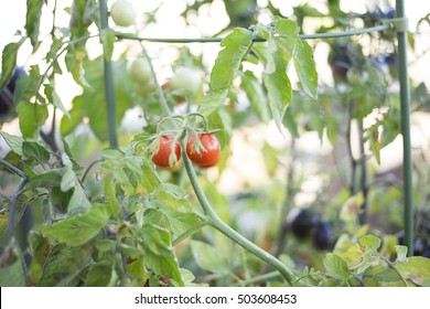 Cherry Tomato Plant Growing In A Tomato Cage