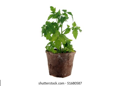 Cherry Tomato Plant In An Organic Planting Pot Isolated On White