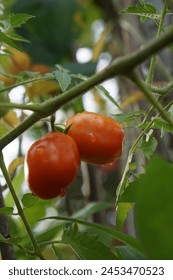 The cherry tomato is a type of small round tomato believed to be an intermediate genetic admixture between wild currant-type tomatoes and domesticated garden tomatoes. Cherry tomatoes range in size fr