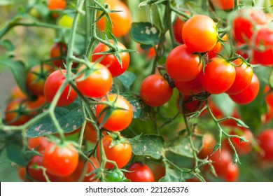 Cherry Tomatoes