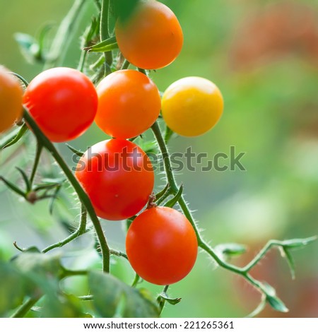 Similar – Tomaten, die auf Reben im Gewächshaus wachsen.