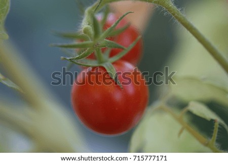 Similar – Tomate gesund Gewächshaus