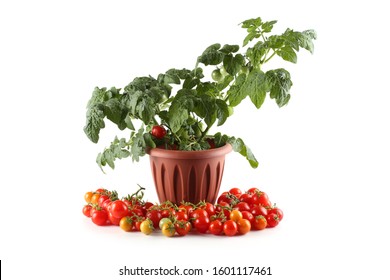 Cherry Tomatoes Ang Tomato Plant Growing In Pot