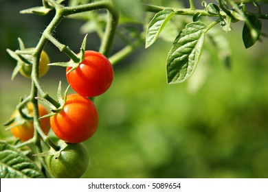 Cherry Tomatoes in a Garden - Powered by Shutterstock