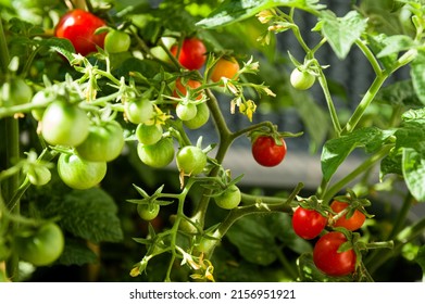 Cherry tomatoes getting ripe on a urban balcony garden