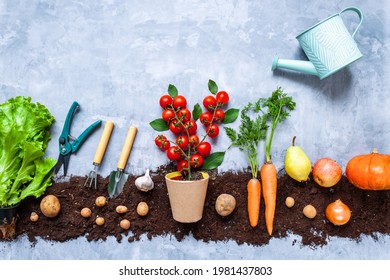 Cherry tomatoes grow in pot on background with natural vegetables, fruits, greens seedlings are planted on black earth bed. Tools for agriculture and farming. Urban garden concept. Autumn harvest.