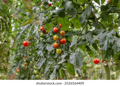 Cherry tomatoes growing in a greenhouse - Powered by Shutterstock