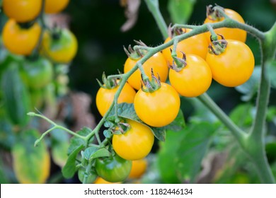 Download Yellow Cherry Tomato Images Stock Photos Vectors Shutterstock Yellowimages Mockups