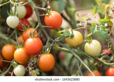 Cherry Tomatoes Growing In The Straw Bale Garden On The Landscape Fabric