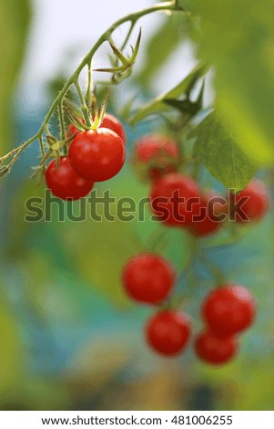 Similar – Foto Bild Tomaten Lebensmittel