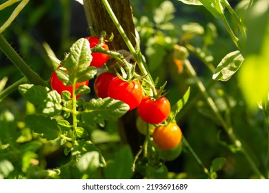 Cherry Tomatoes On A Branch, In The Sun In The Vegetable Garden, Close-up