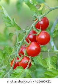 Cherry Tomatoes On The Vine. Lycopersicon Esculentum Philovita F1, Tomato, Family Solanaceae