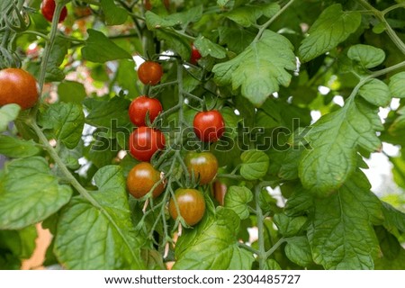 Cherry tomatoes on the vine, ripening at different times with bright gree, lush leaves and red and green fruit-bearing. 