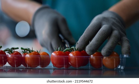 Cherry tomatoes packing process unknown worker cutting green parts sorting product. Agronomical manufacture specialist select quality organic vegetables use scissors. Horticultural production concept - Powered by Shutterstock