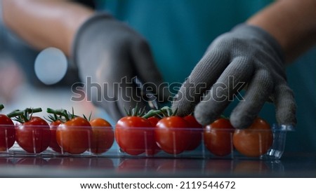 Cherry tomatoes packing process unknown worker cutting green parts sorting product. Agronomical manufacture specialist select quality organic vegetables use scissors. Horticultural production concept